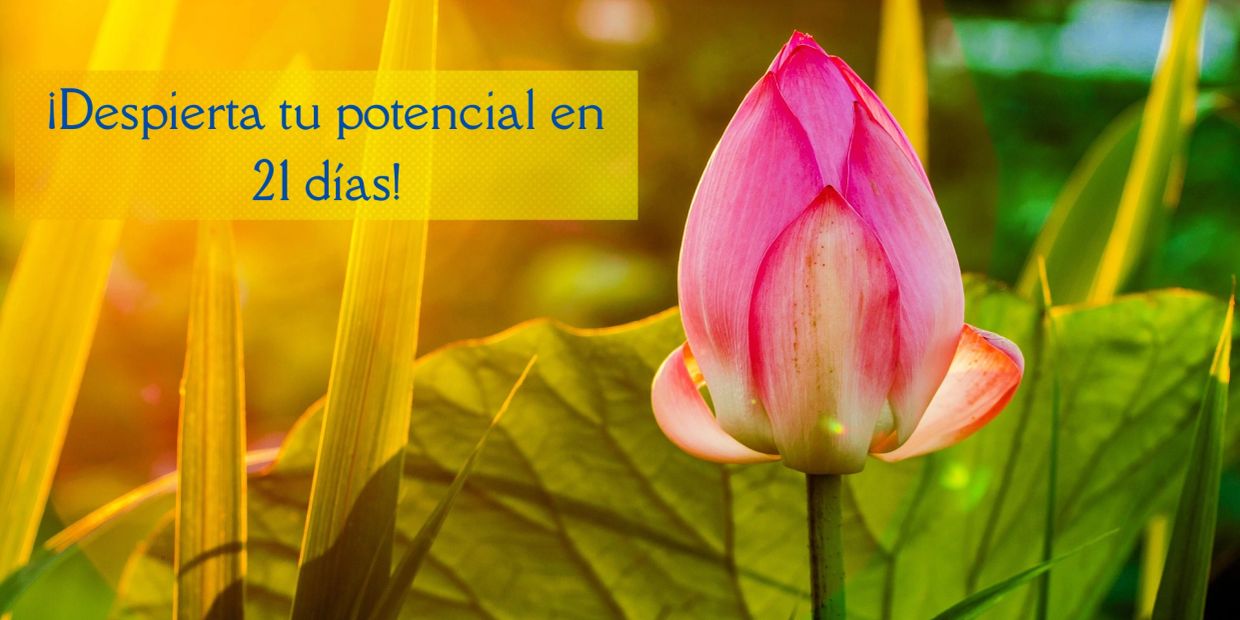 Flor de loto rosa iluminada por el sol con mensaje motivacional en español.