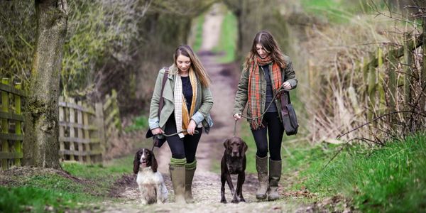 Dog walking in the woods with houndsley bags