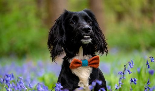 Dog with Bow Tie