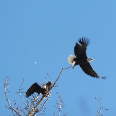 Two eagles taking flight