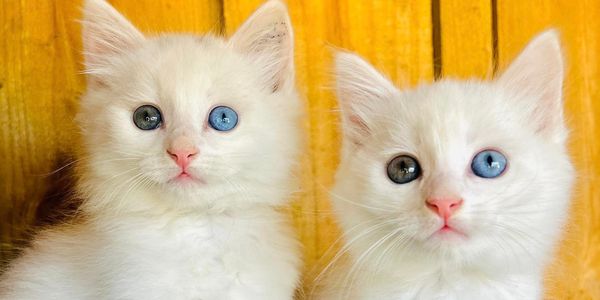 kittens