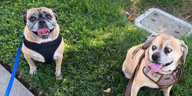 Two happy pugs wearing harnesses sitting on grass and sidewalk.