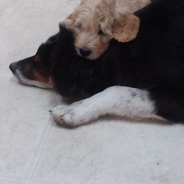 We see to it that each has a buddy, or a lap if that's needed.