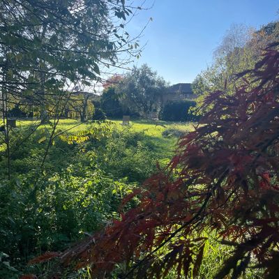 Sunny garden scene with green foliage and trees.