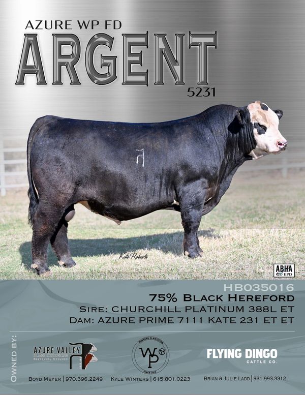 Black Hereford bull named Argent 5231 for sale.
