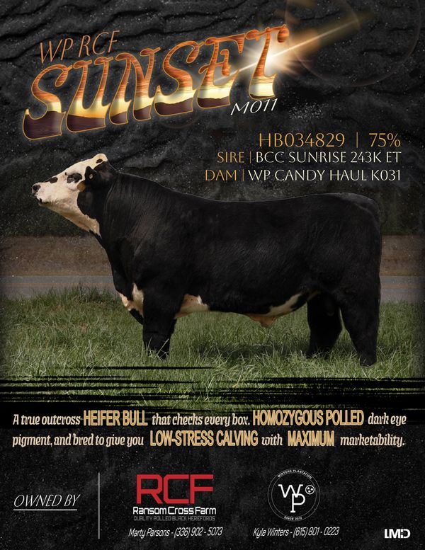 Advertisement featuring a black and white bull.