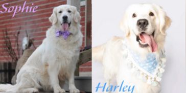 Two Golden Retrievers named Sophie and Harley wearing decorative collars.