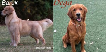 Two golden retriever dogs named Baruk and Dega shown side by side.