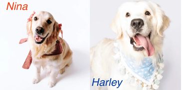 Two happy golden retrievers named Nina and Harley wearing cute neck accessories.