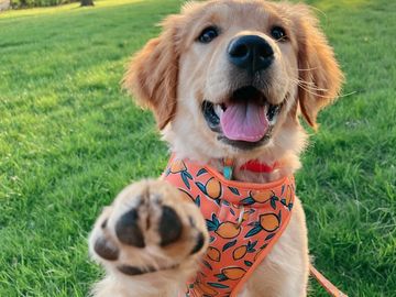 Happy golden retriever puppy wearing a peach-patterned bandana outdoors.