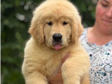 Fluffy golden retriever puppy sticking out its tongue being held.