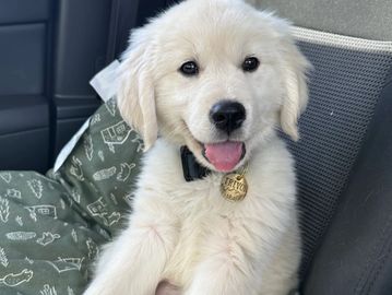 Happy golden retriever puppy sitting in a car seat.