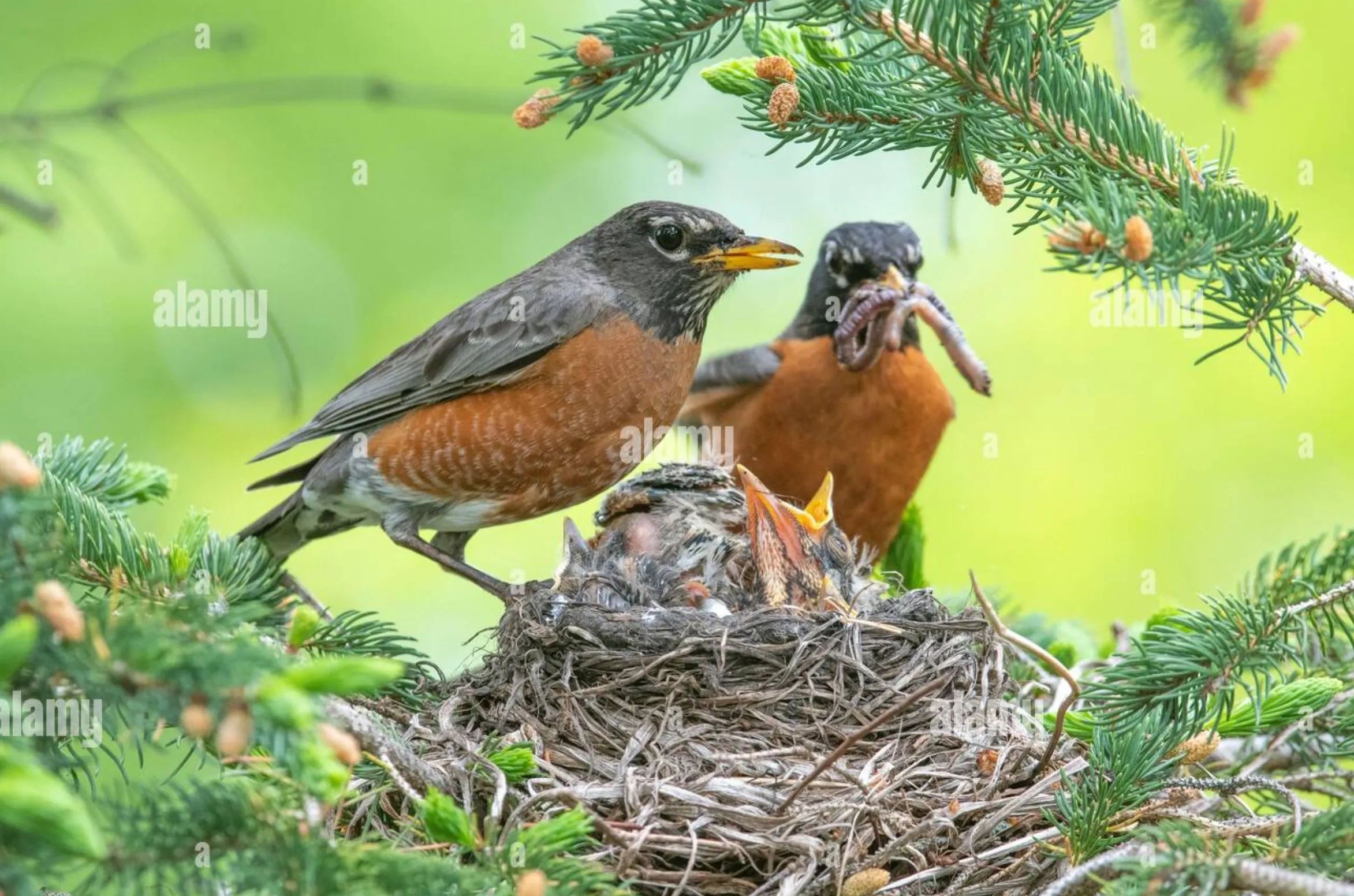 American Robin feeding chicks in nest, Spring, N. America, by Dominique Braud