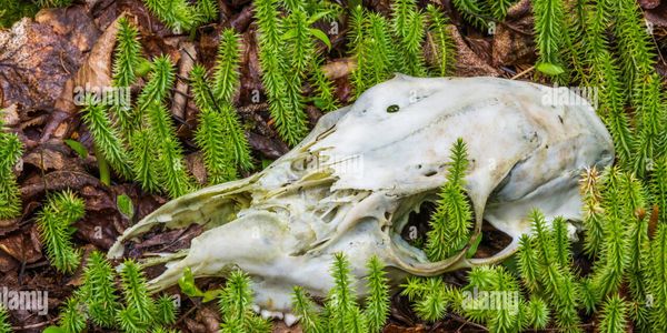 White tailed Deer Odocoileus virginianus skull with Club Moss (Lycopodium species) 