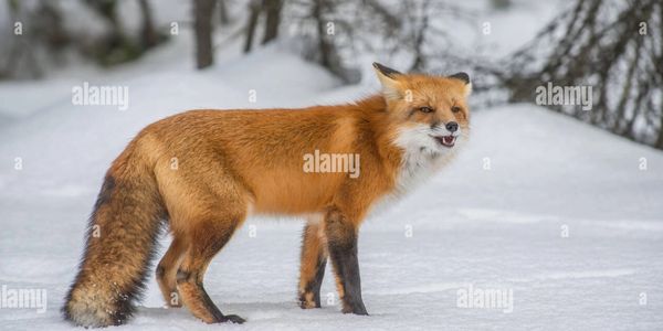 Red Fox Vulpes vulpes hunting in Winter setting North America