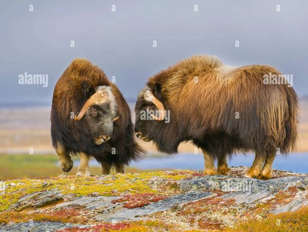 Musk Ox (Ovibos moschatus)sparring, Nunavik region, N. Quebec. Canada, September, by Dominique Braud