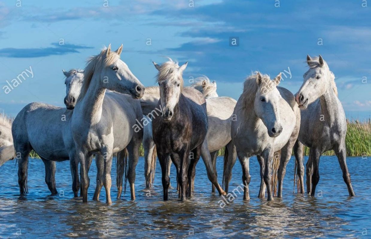 Camargue horses near Saintes Maries de la Mer, France. Early May, by Dominique Braud