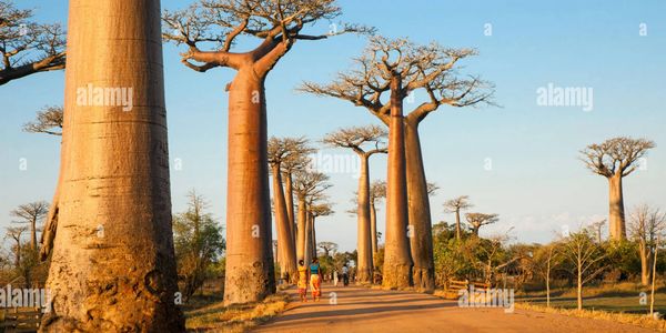 Avenue of the Baobabs near Morondava, Baobab Alley, Adansonia grandidieri, Western Madagascar