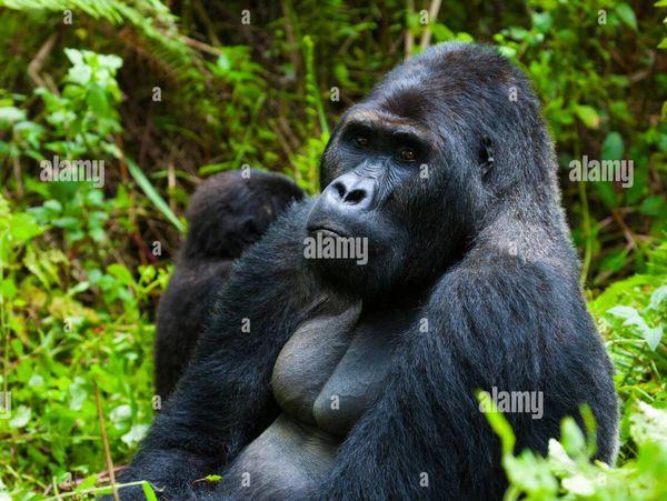 E Lowland Gorilla, Silverback Gorilla, Democratic Republic Congo