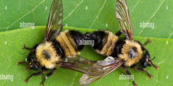Common Eastern Bumble Bees (Bombus sps) mating, E. North America, by Skip Moody