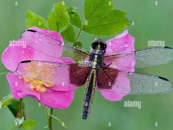 Widow Skimmer (Libellula luctuosa) on Wild Rose (Rosa acicularis), E USA by Skip Moody