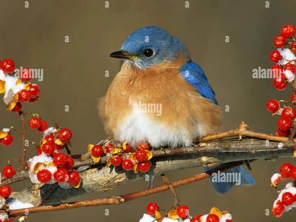 Eastern Bluebird Male Winter Sialia sialis Eastern USA, by Skip Moody