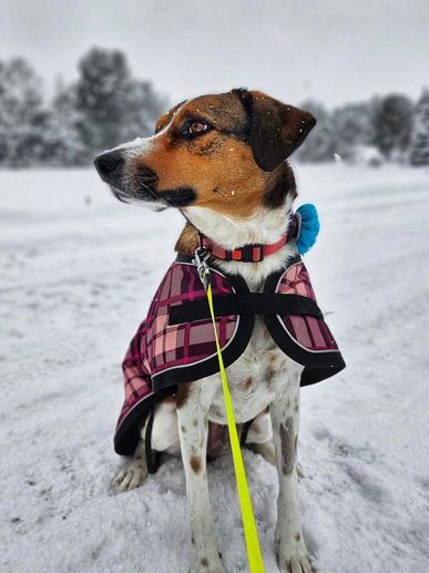 A dog in a pink checkered coat sits on snowy ground looking to the side.