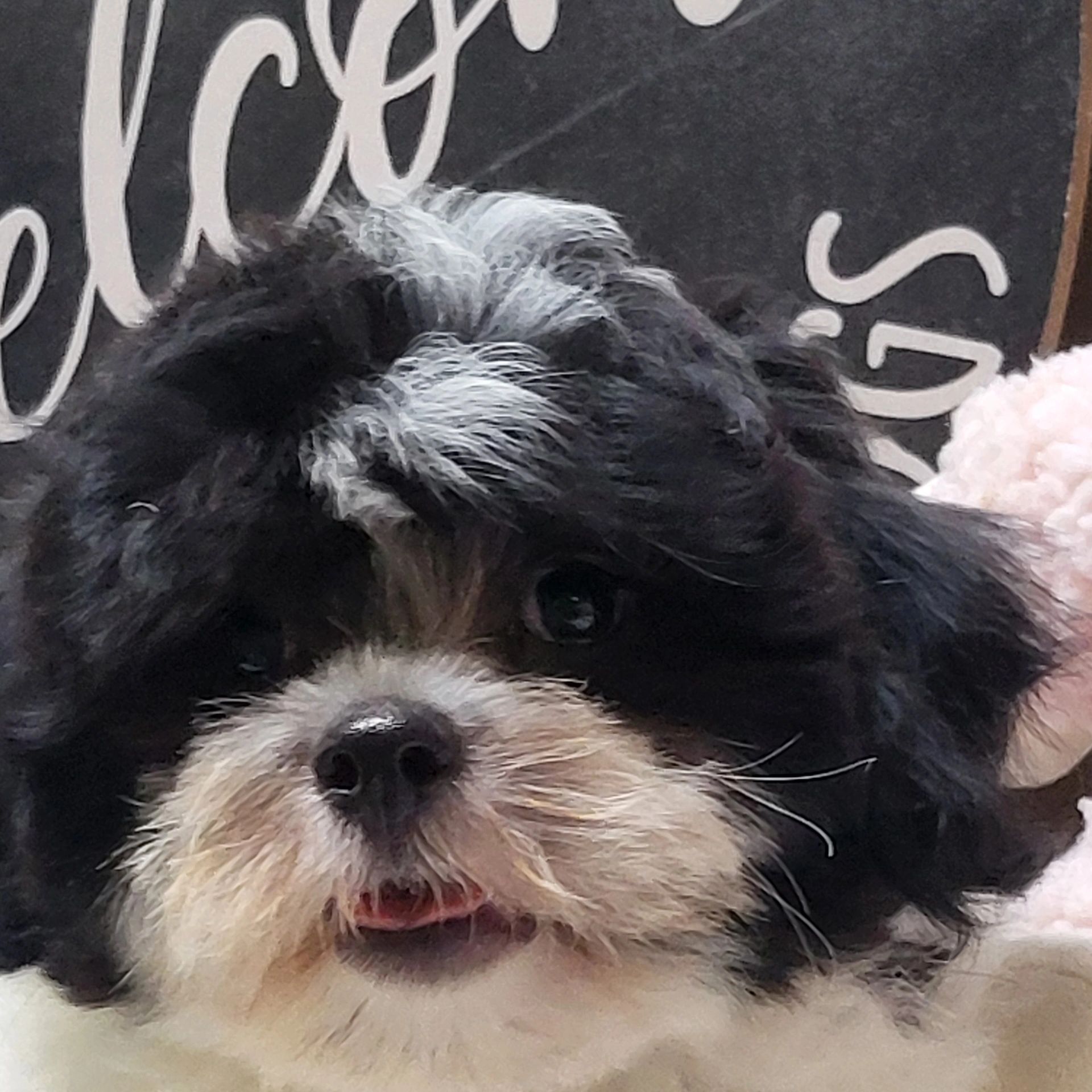 Close-up of a cute black and white dog.