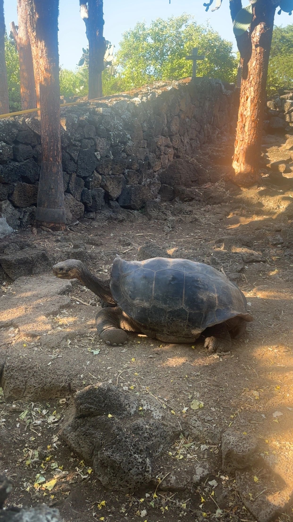 A large tortoise resting on rocky ground near trees and a stone wall with a cross.