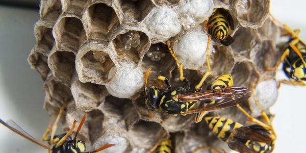 wasps, Bees, Orkin, Terminix, Local Pest Control, Safe Pest Control, Organic Pest Control. Saginaw