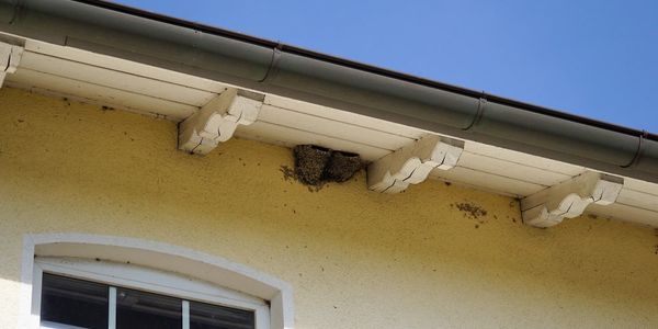 Bird Control, Bird nest removal, Bird relocation, Bird control, Safe bird control, Pest Control