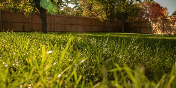 Pest Control, pest control near me, pest control in fort worth, pest control in Mckinney