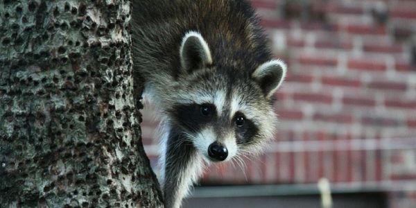 Bird Control, Wildlife control, Rodent control, Raccoons, rat control, mice control, rodent in attic