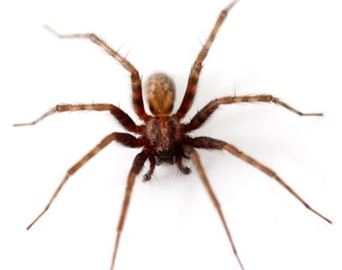 Wolf Spider, Pest Control, Spider Control, Green Pest Control, Safe Pest Control, Pest Treatment