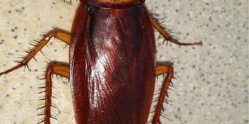 Pest control service, Pest control, Home pest control, Commercial Pest control, Pest exterminator