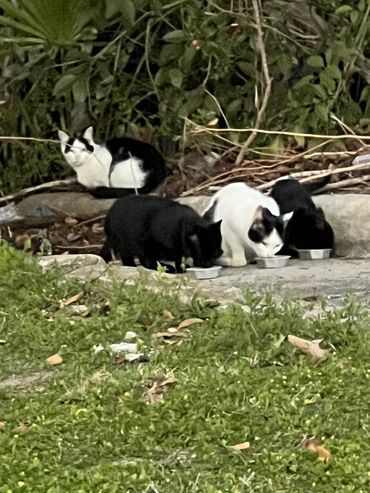 A group of black and white cats gathered outside on grass and pavement.