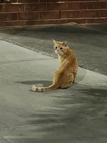 A ginger cat standing on a concrete surface looking back.