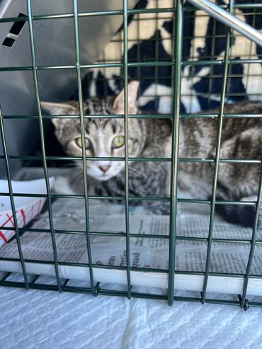 A tabby cat inside a metal cage looking up.