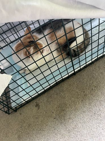 A cat resting inside a wire cage on a soft pad.