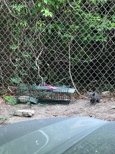 A gray cat near a set animal trap by a chain-link fence.
