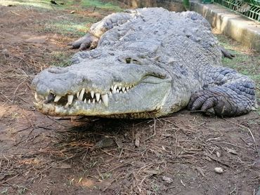 Crocodylus acutus cautivo en Nayarit