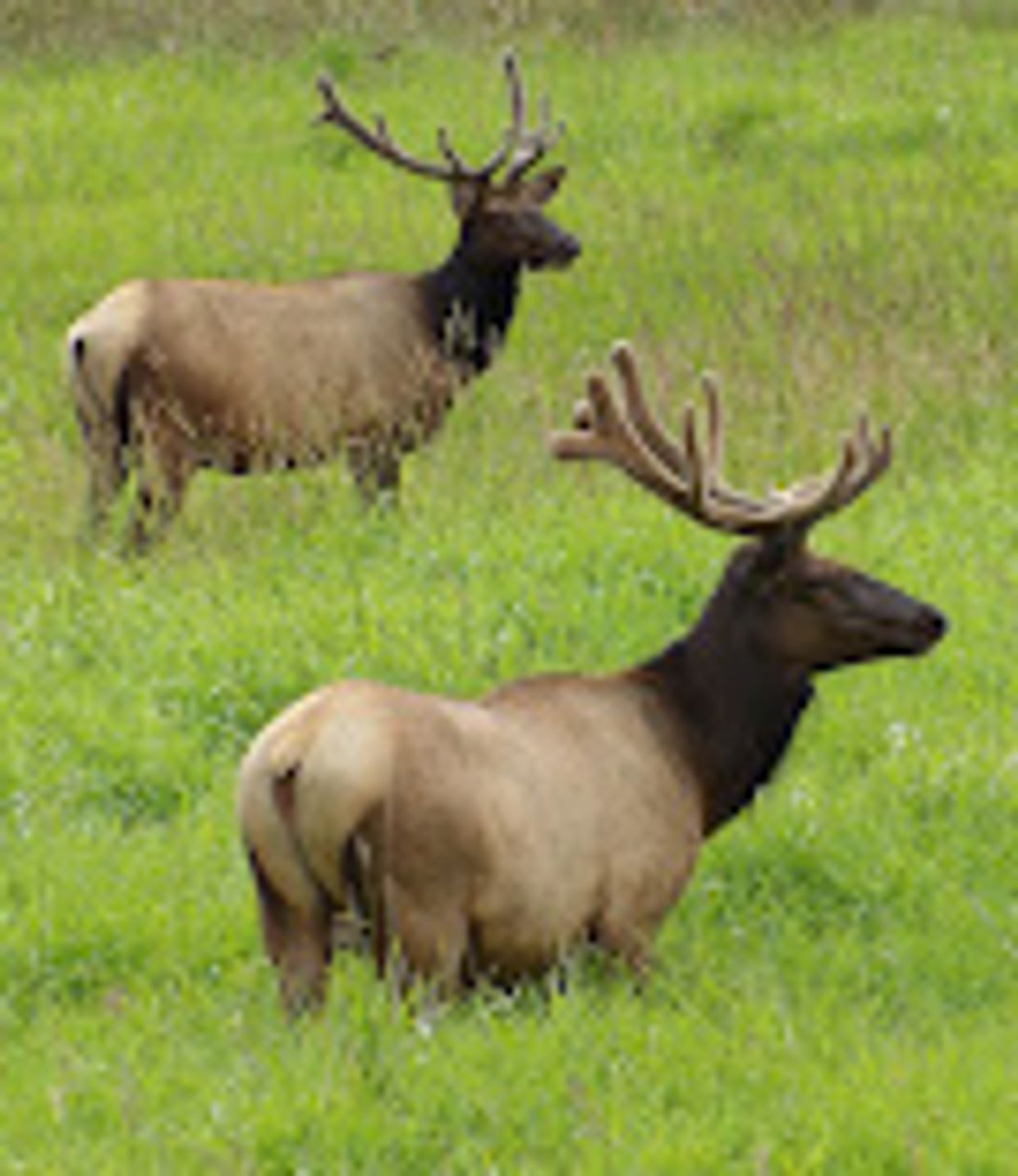 Two elk with antlers standing in a green grassy field.