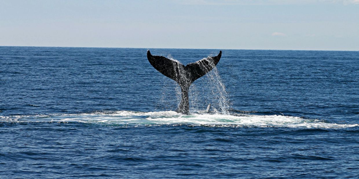 A whale's tail splashes water while diving into the ocean.