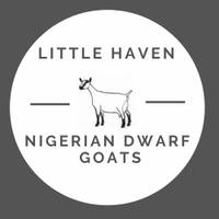 Little Haven Nigerian Dwarf Goats
