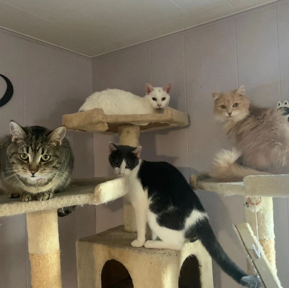 Adoptable cats at Second Chance for Cats rescue facility.