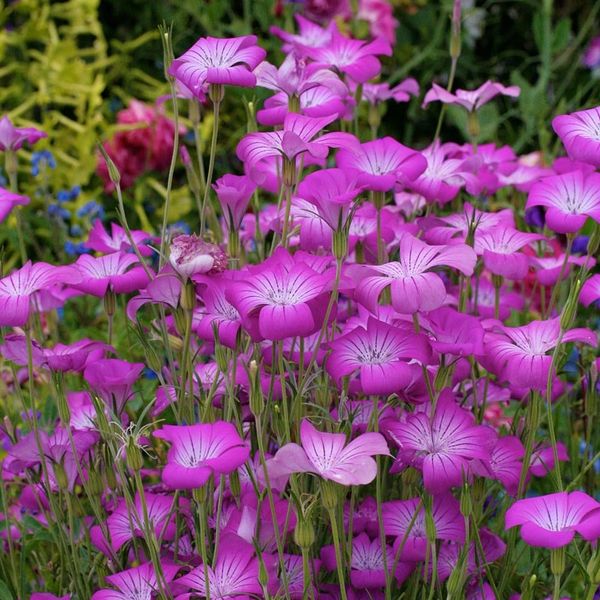 Vibrant cluster of purple flowers in a garden.