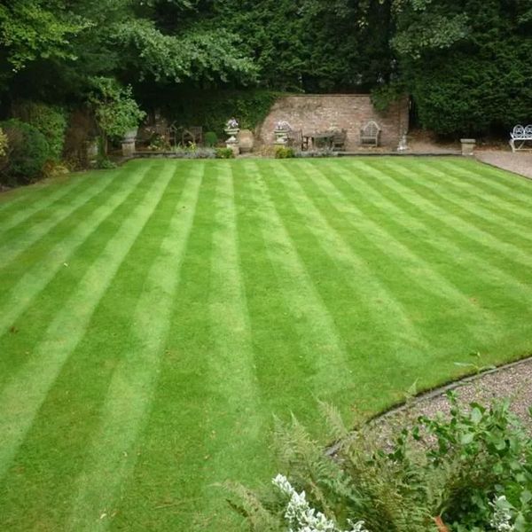 Striped green lawn with garden furniture in background.