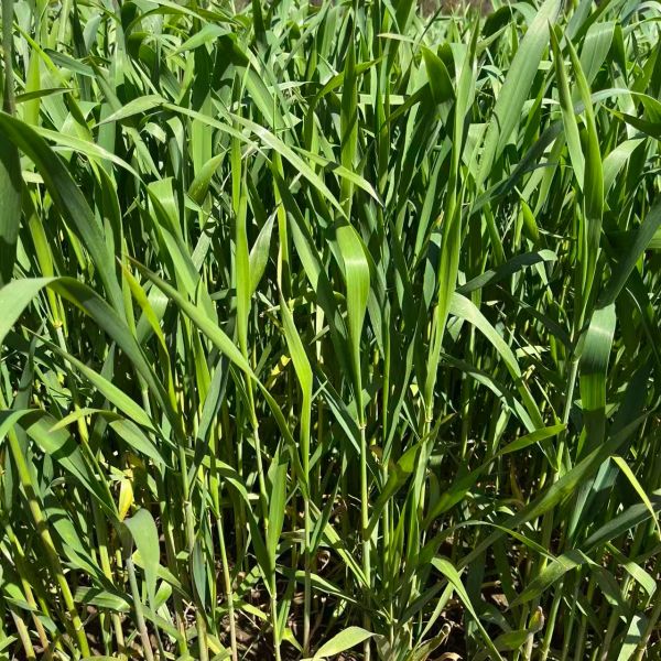 Dense green grass blades under sunlight.