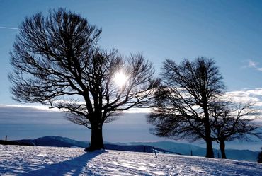 Wetterbuchen, Schauinsland