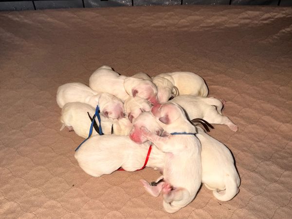 A group of newborn puppies sleeping together.